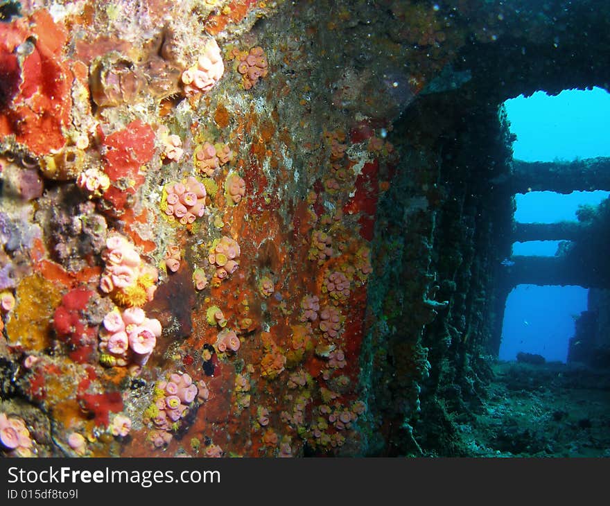 This is down the side of the United Caribbean about 65 feet in Pompano beach, Florida. This is down the side of the United Caribbean about 65 feet in Pompano beach, Florida