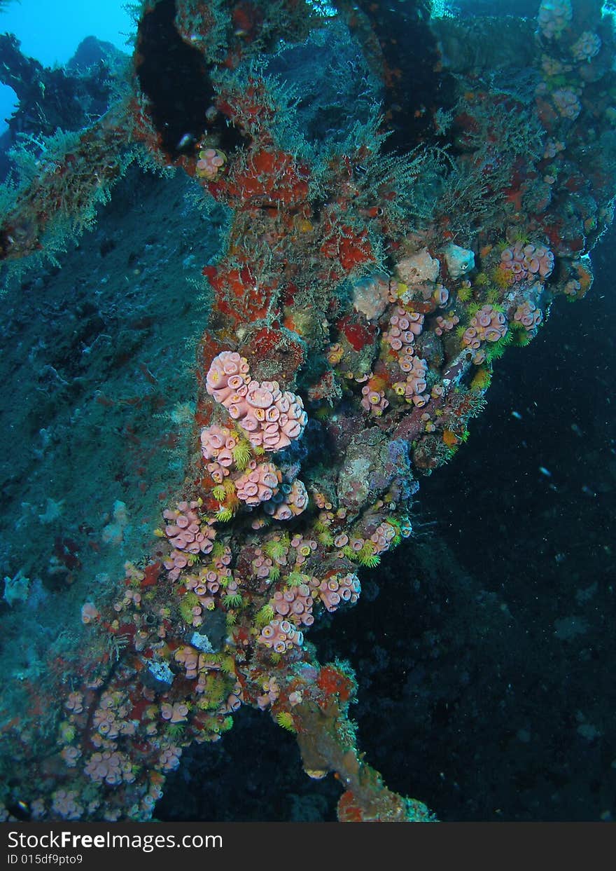 Wreck coral