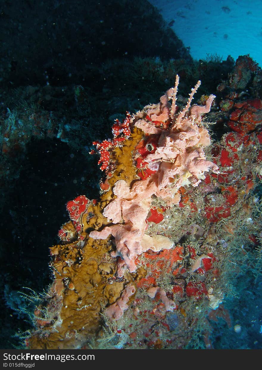 This coral s on the United Caribbean at about 65 feet in Pompano beach, Florida. This coral s on the United Caribbean at about 65 feet in Pompano beach, Florida