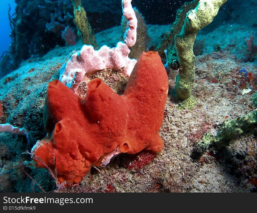 This is on the Sea Emperor at about 65 feet in Pompano beach, Florida