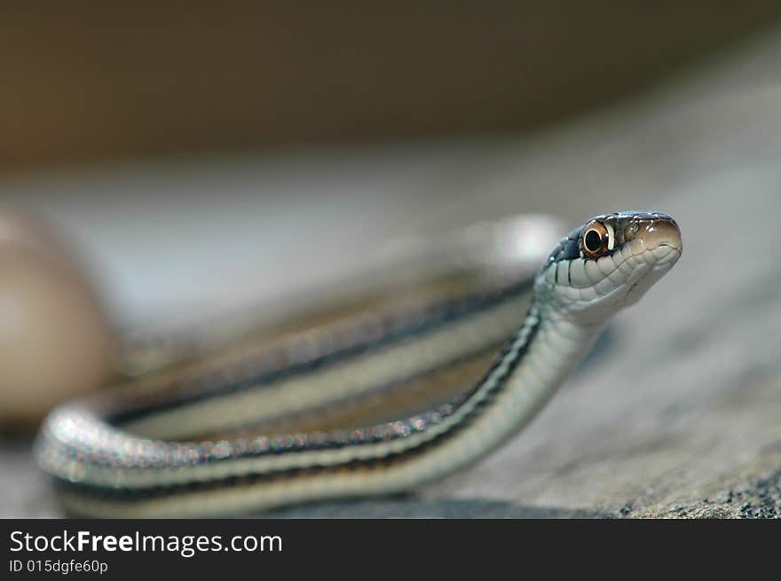 A macro image of a western ribbon snake from northwestern Missouri. A macro image of a western ribbon snake from northwestern Missouri.