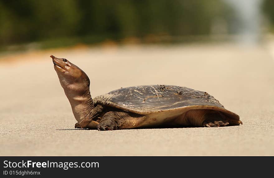 Turtle crossing a road