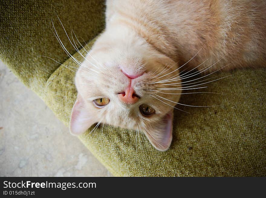 This is a cat lying on a chair.