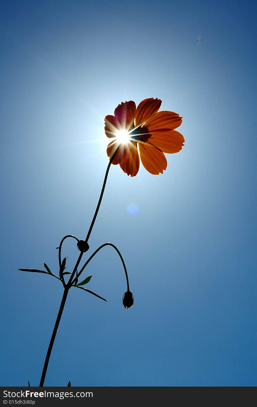 Flower with sunrise,In the morning. Flower with sunrise,In the morning.