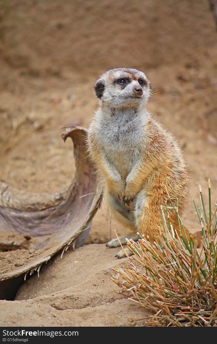 Single Meerkat