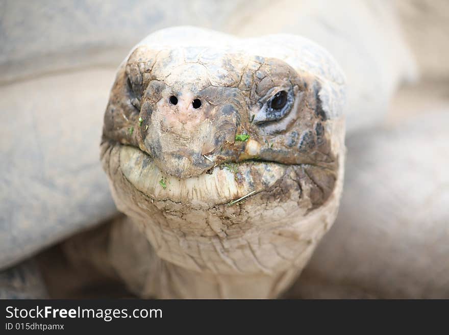 Giant Tortoise looking strait at camera