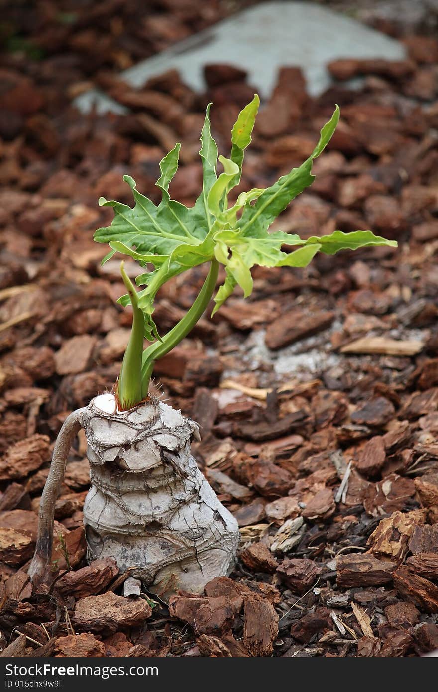 Palm Tree Seedling against wood chip background