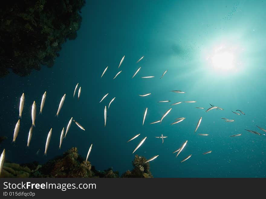 Ocean and fish taken in the Red Sea.