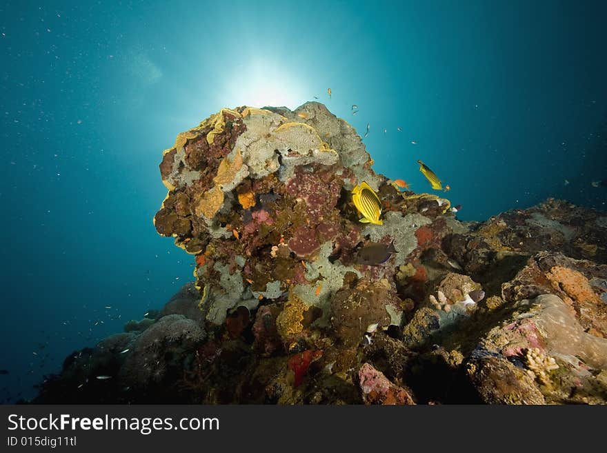 Coral and fish taken in the Red Sea.