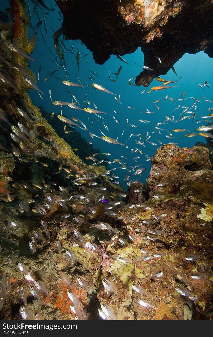 Coral and fish taken in the Red Sea.