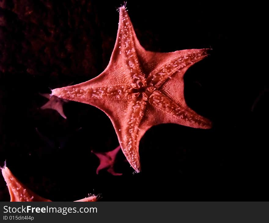 Red Star Fish