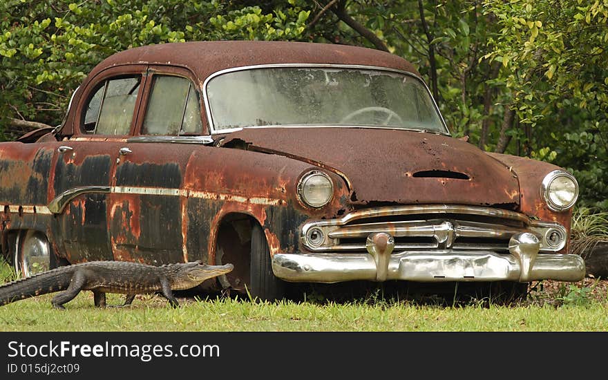 Rusty car and alligator