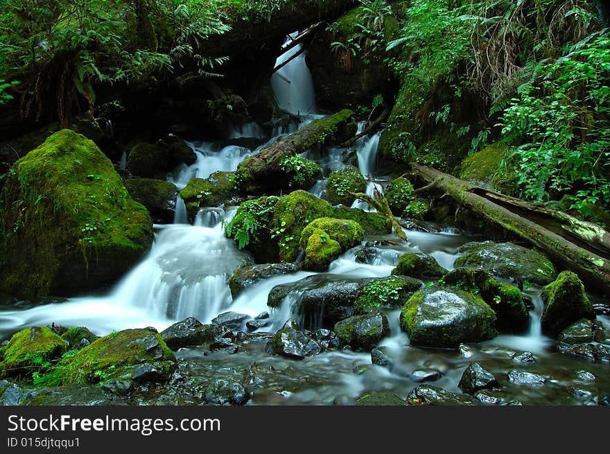 A silky waterfall in the Olympic forests. A silky waterfall in the Olympic forests