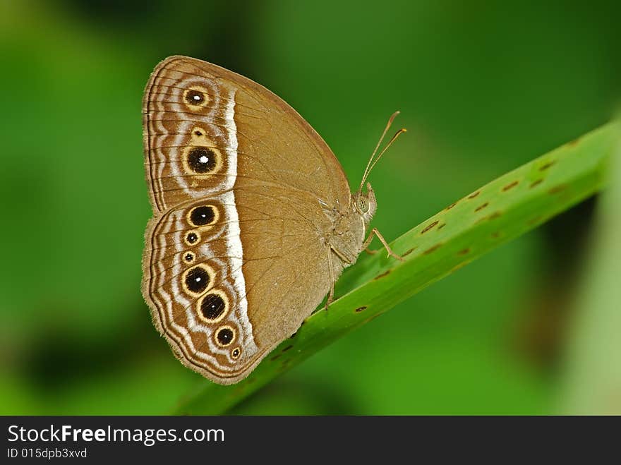 Beautiful butterfly in the parks