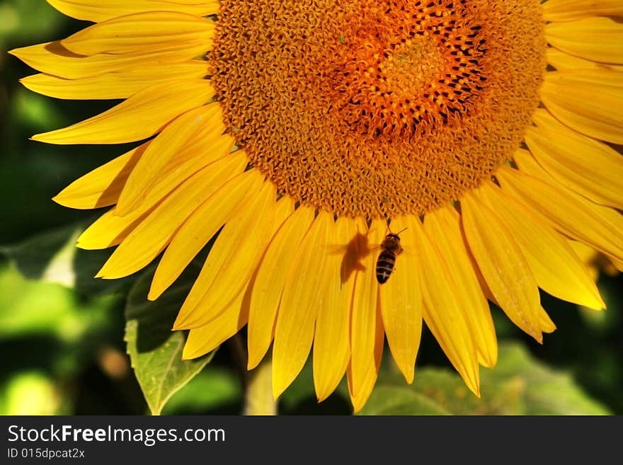 Bee on a sunflower