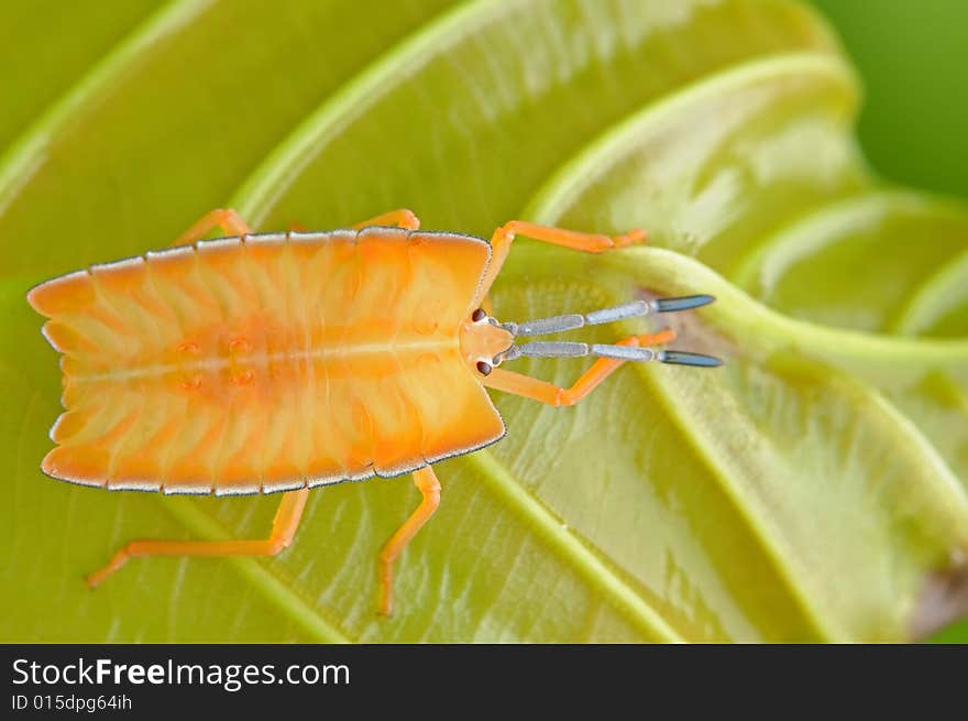 Orange stint bug in the parks