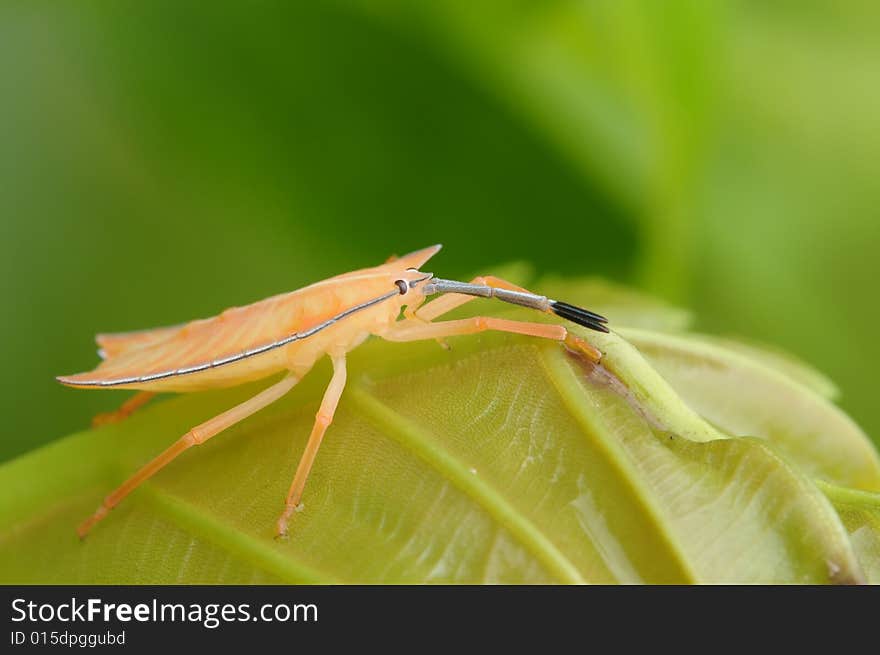 Orange stint bug in the park