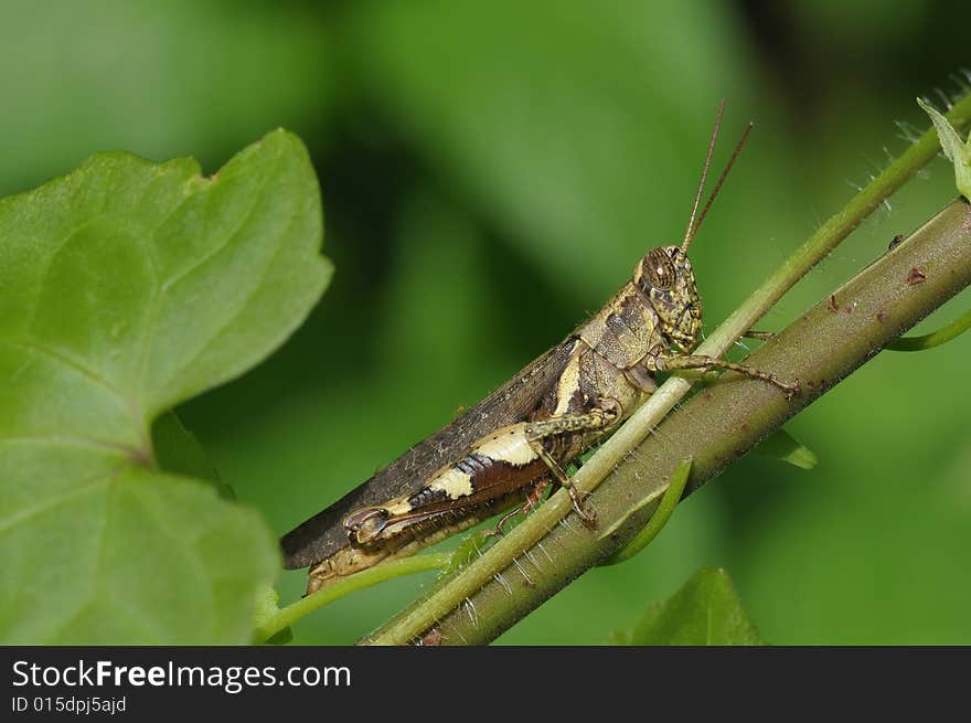 Brown grasshopper in the park