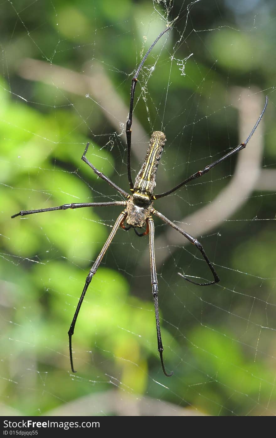 Big Spider And Web In The Park