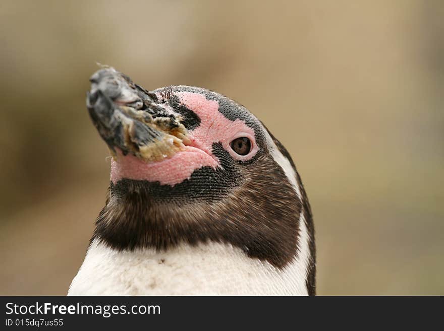 Animals: portrait of a penguin