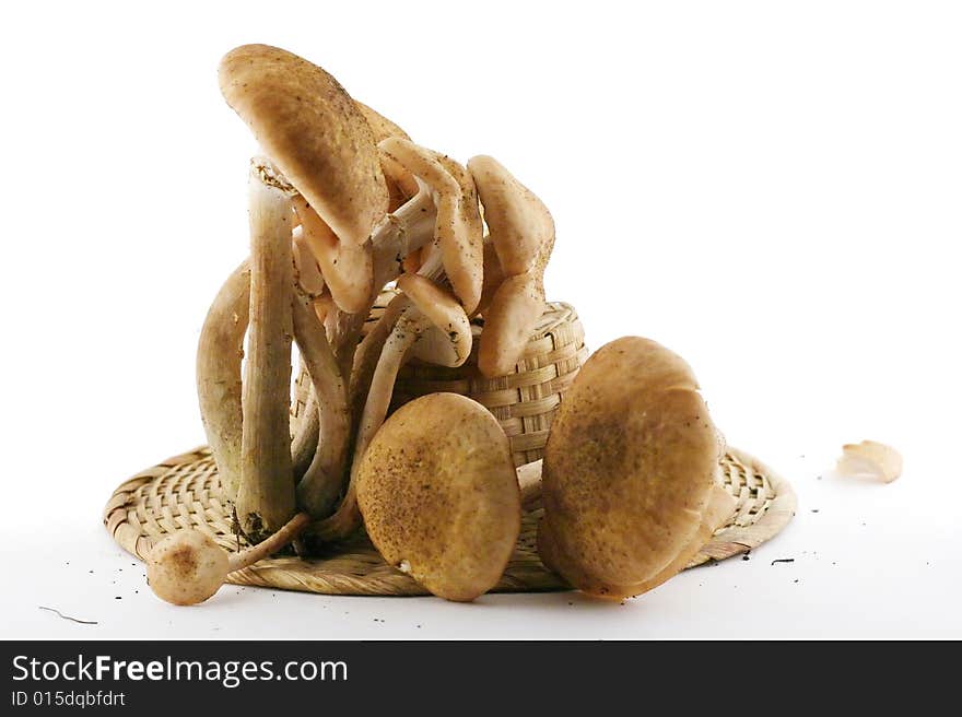 Some uncultivated agaric honey mushrooms