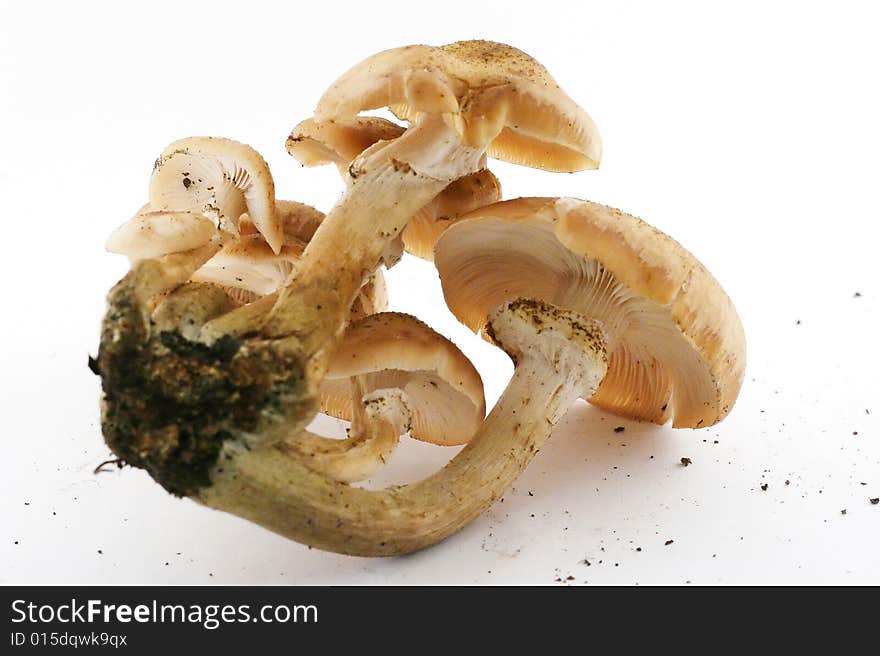 Some uncultivated agaric honey mushrooms on white background