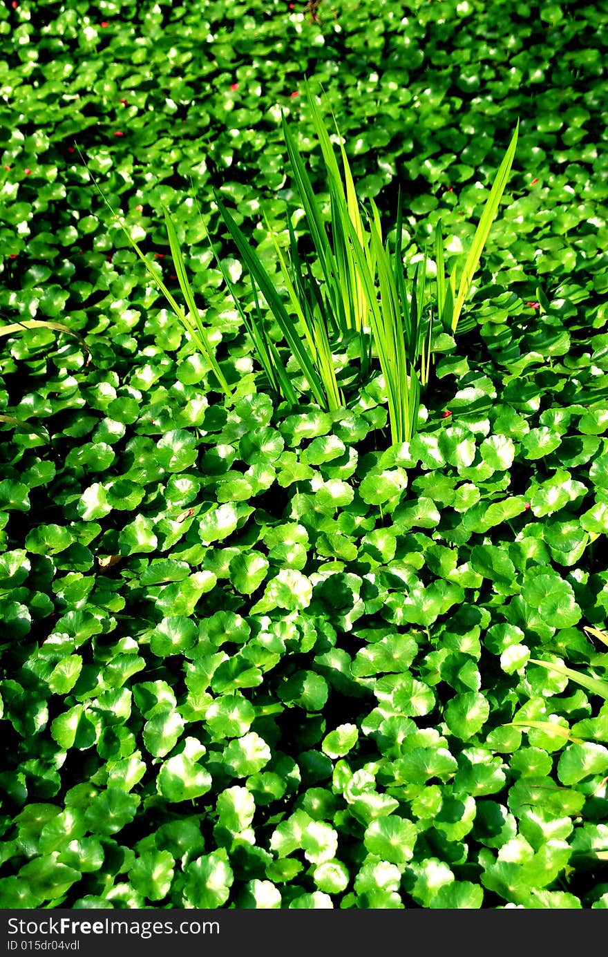 Beijing Botanical Garden's green plants. Beijing Botanical Garden's green plants