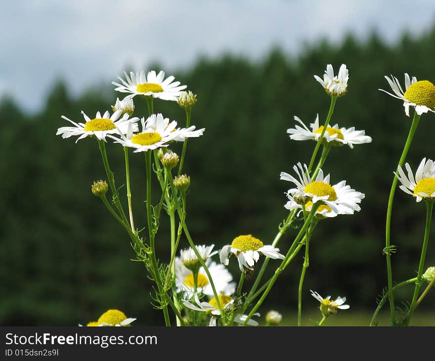 Daisy Near Forest