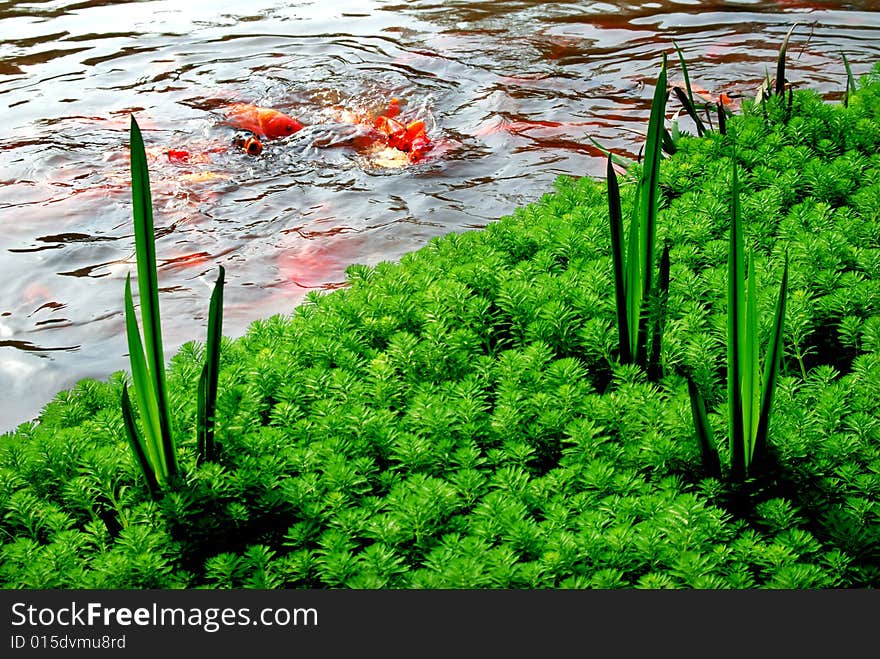 Beijing Botanical Garden's green plants. Beijing Botanical Garden's green plants