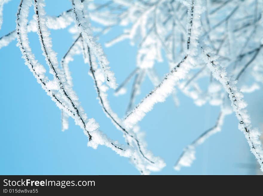 Tree in snow