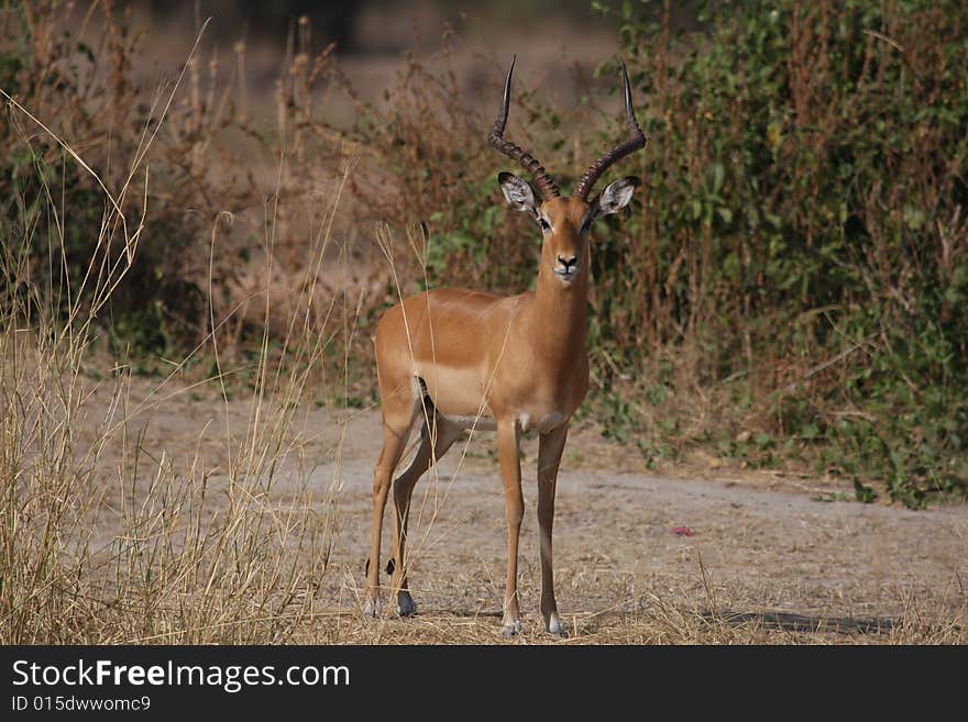 Impala at Ruaha National Park