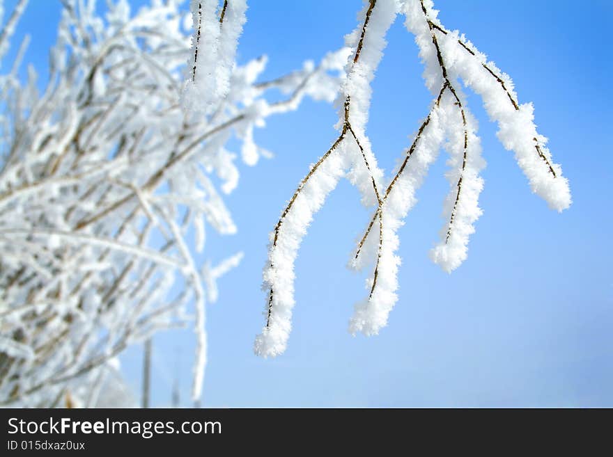 Tree In Snow