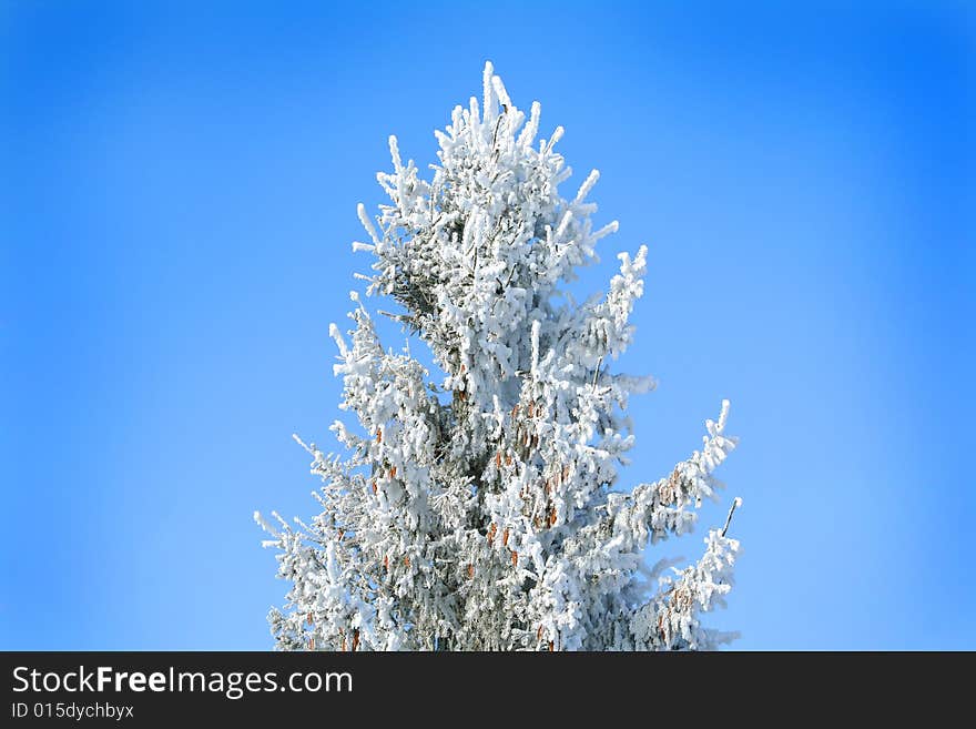 Frozen tree on sky background. white winter