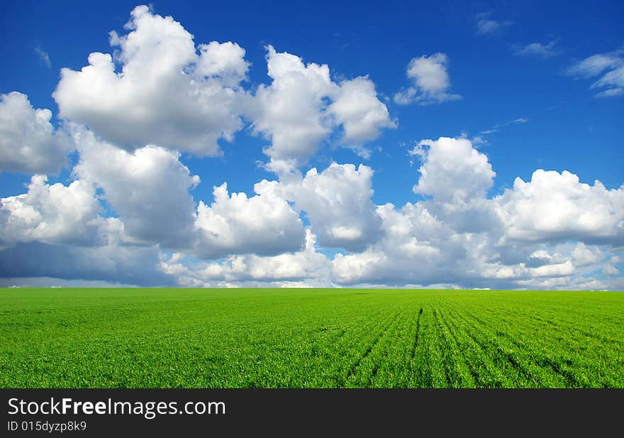 Field on a background of the blue sky. Field on a background of the blue sky