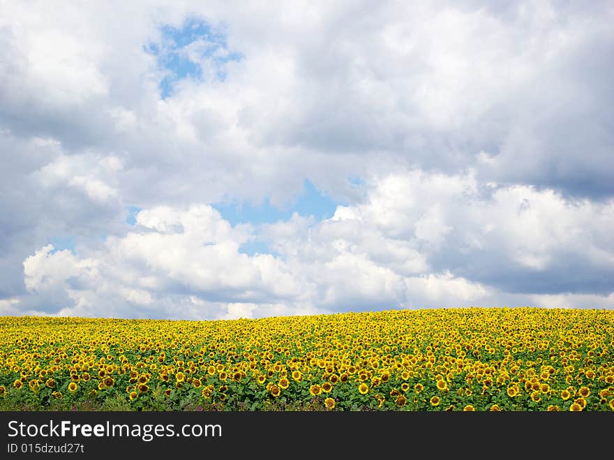 Sunflower field over cloudy blue sky. Sunflower field over cloudy blue sky