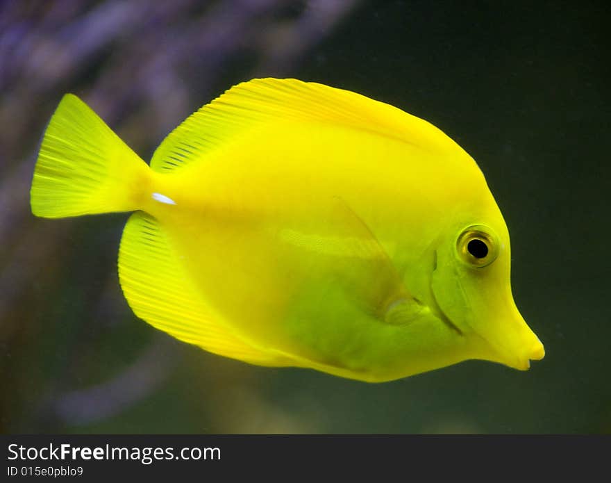 Portrait of yellow tang fish. Portrait of yellow tang fish