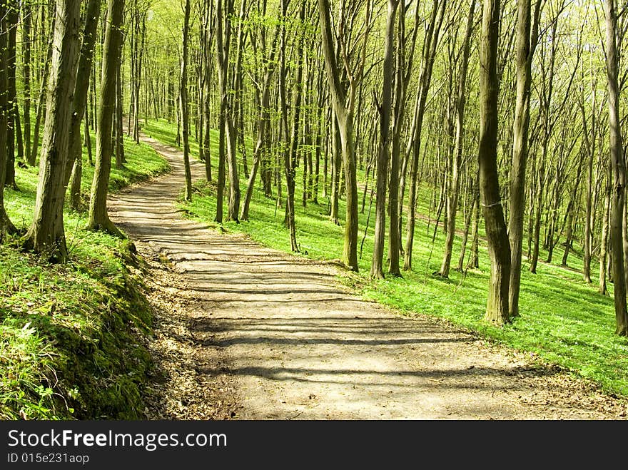 A path is in the green forest