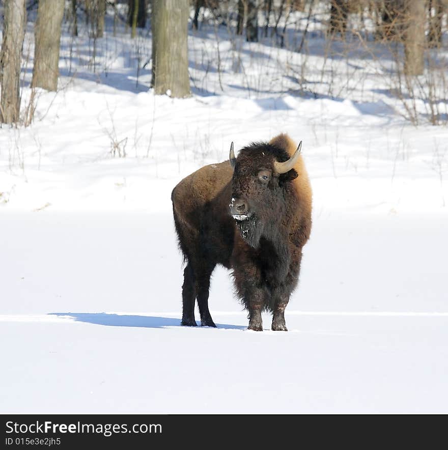 Great bison. Russian nature, wilderness world.