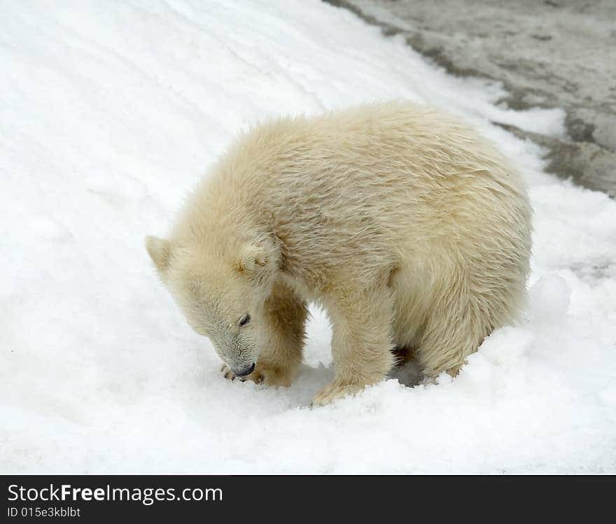 Great white north bear. Russian nature, wilderness world.