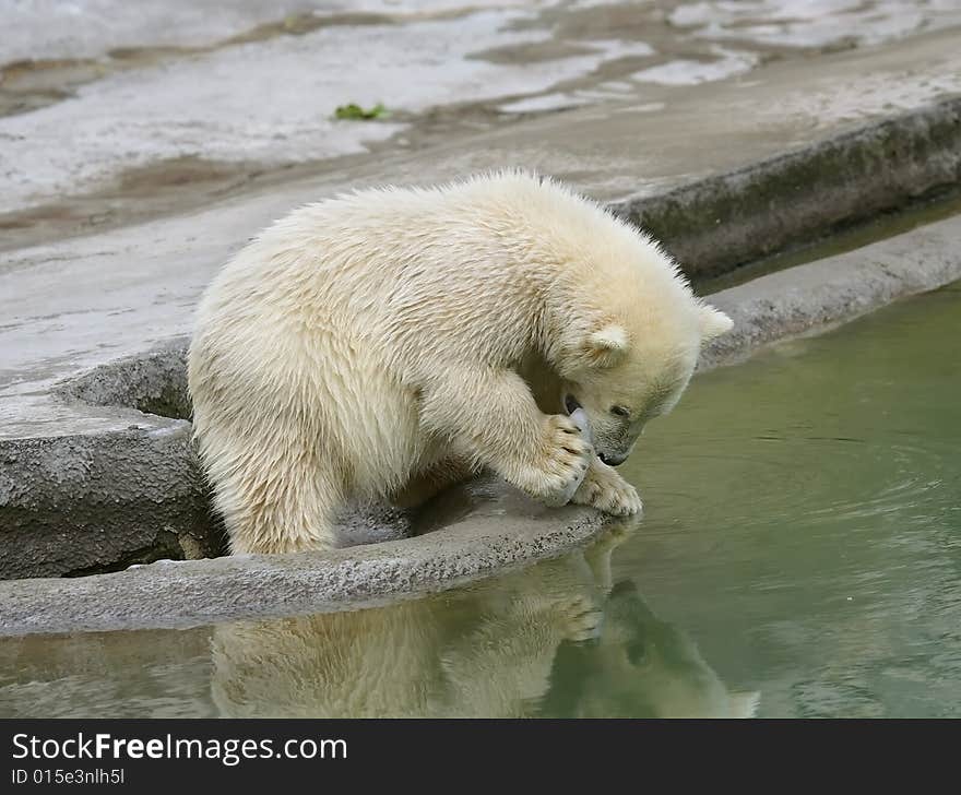 Great white north bear. Russian nature, wilderness world.