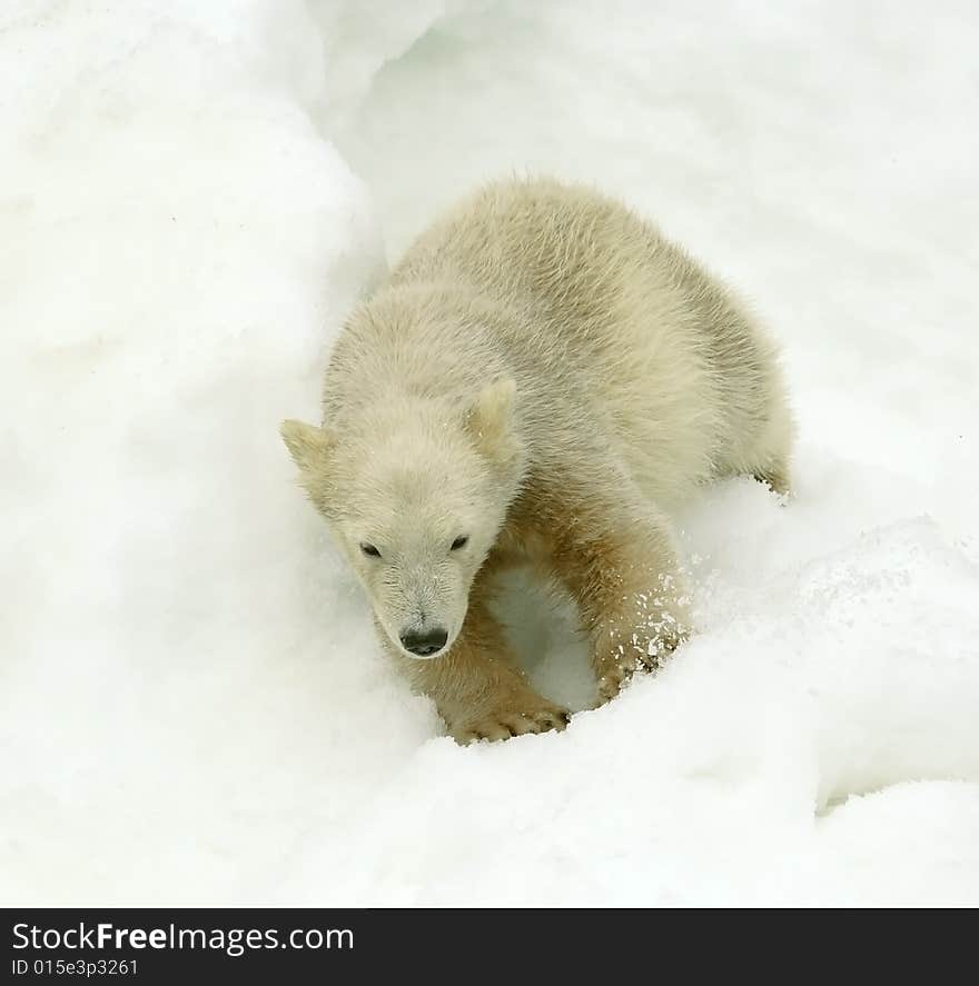 Great white north bear. Russian nature, wilderness world.