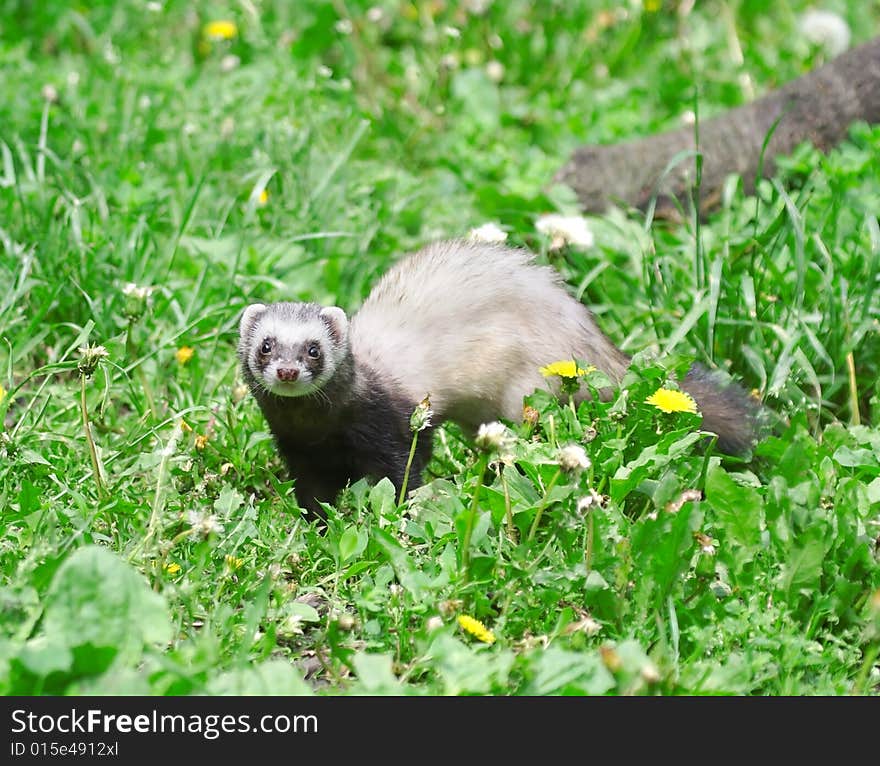 Polecat. Russian nature, wilderness world.