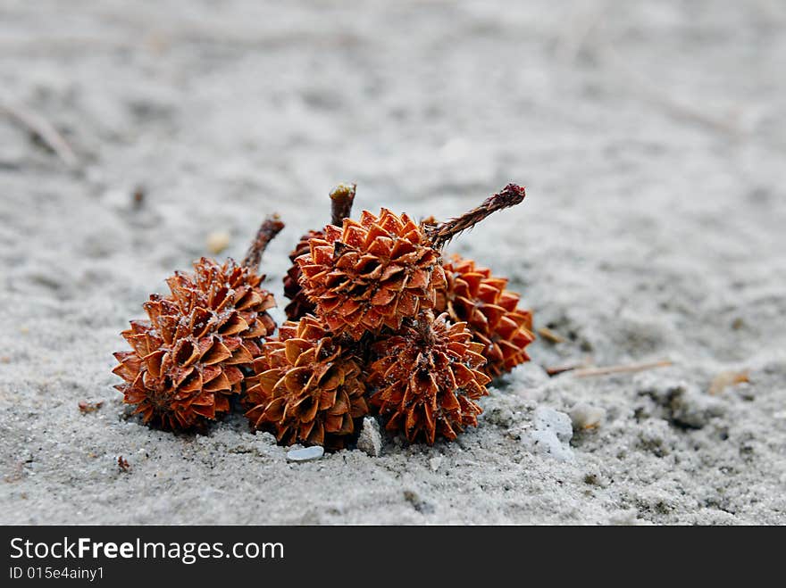 Spiky Seed