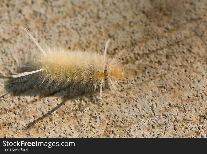 Tussock Moth Caterpillar