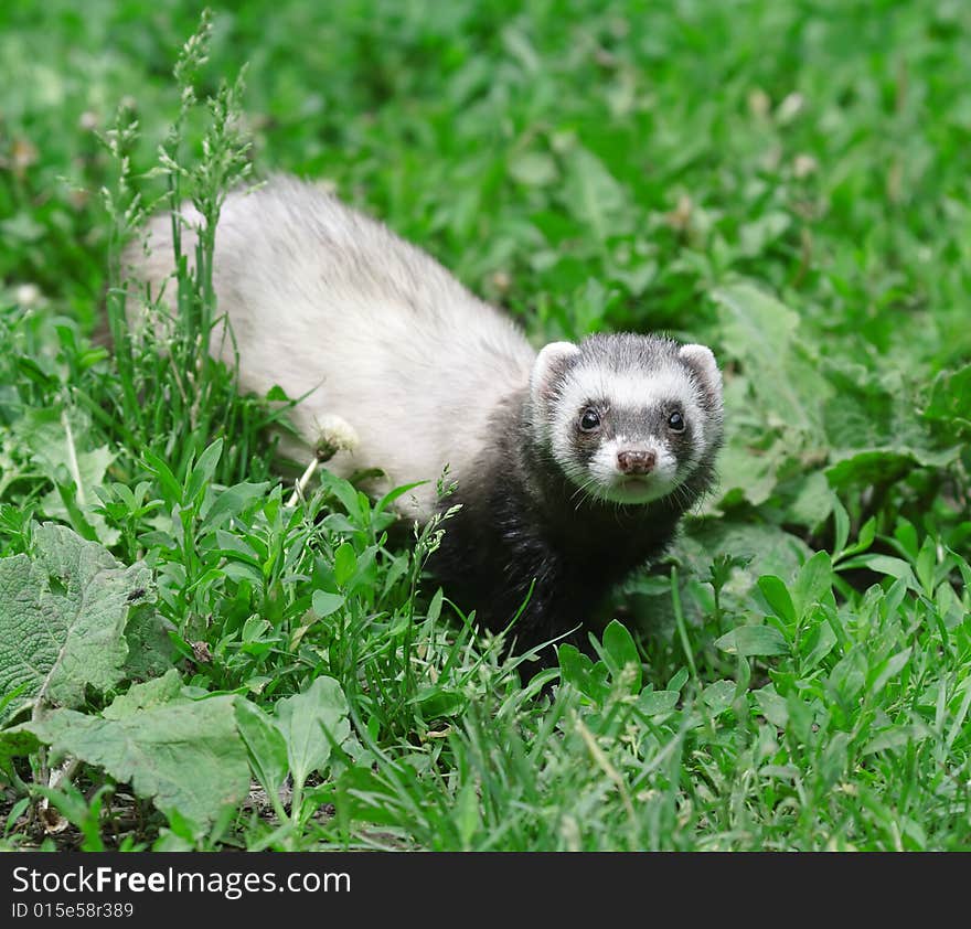 Polecat. Russian nature, wilderness world.