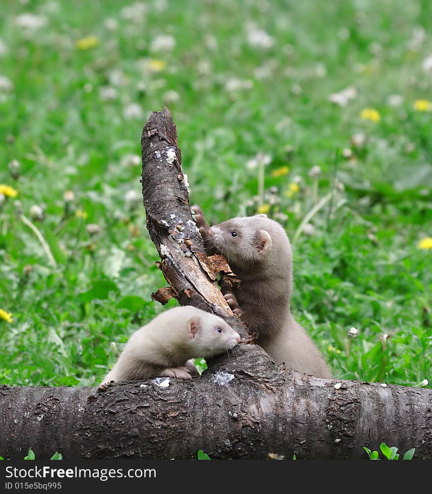 Polecat. Russian nature, wilderness world.