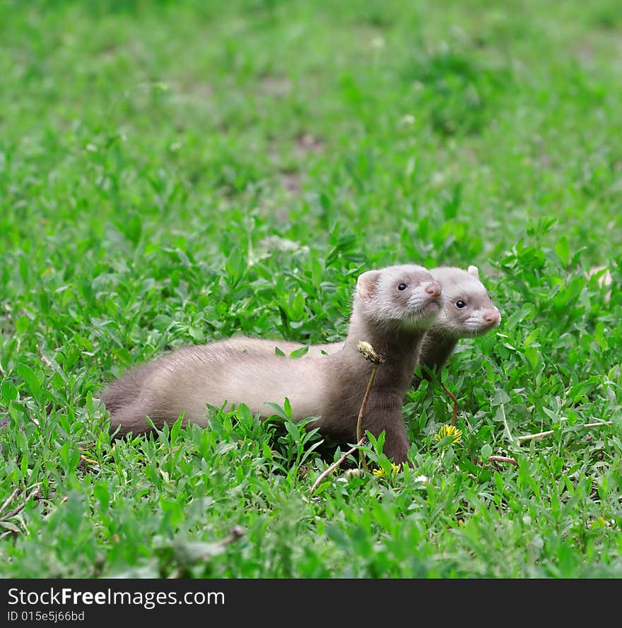 Polecat. Russian nature, wilderness world.