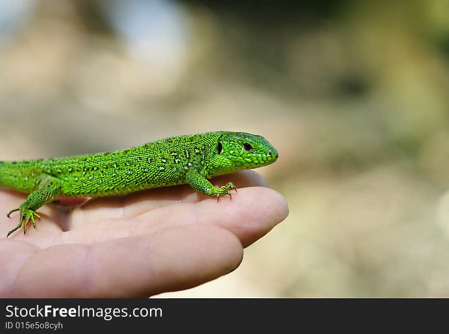 A shot of lizard in hands