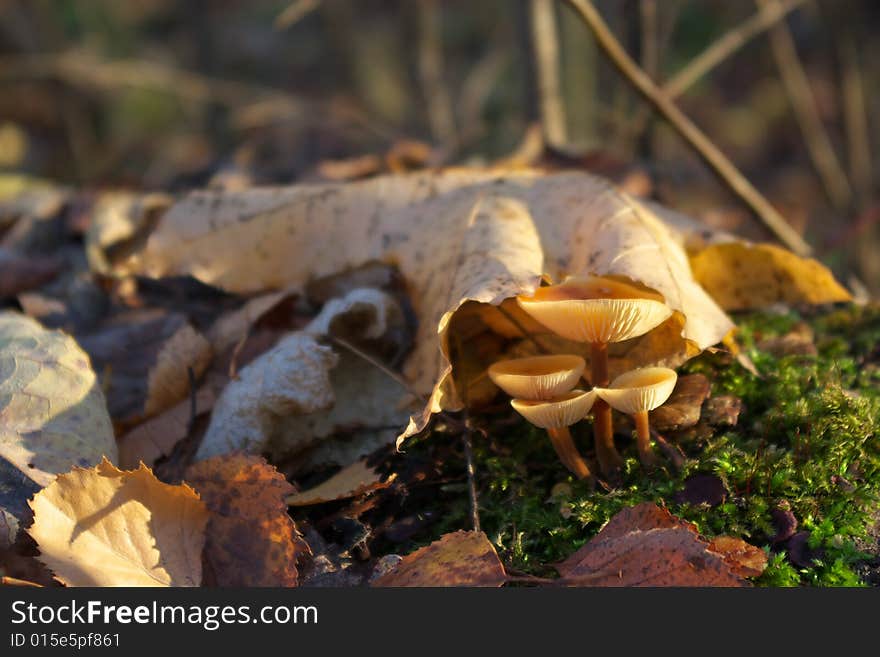 Autumn Mushrooms