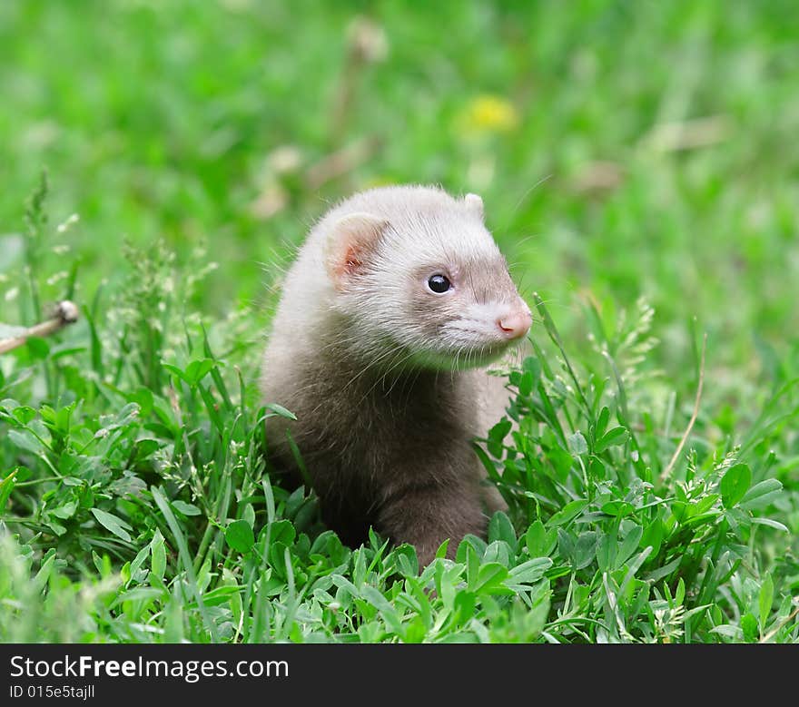 Polecat. Russian nature, wilderness world.